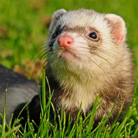 The Ferret Guide What Is A Ferret And Is It A Good Pet
