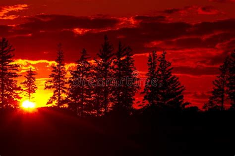 Sunset Pine Trees Stock Photo Image Of Sunlight Sunrise 21214106