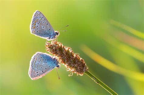 Wallpaper 2048x1365 Px Butterfly Close Insects Macro Nature Up