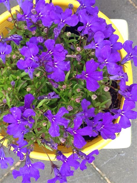 A Potted Plant With Purple Flowers In It On Top Of A Yellow And White Table