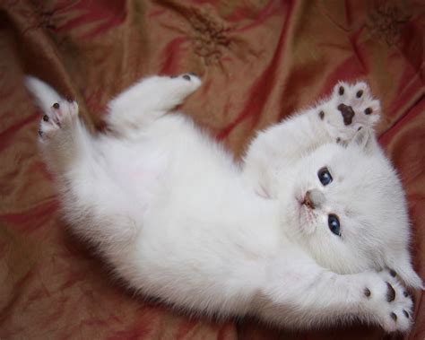 Fluffy White Kittens Cute Kittens Photo Fanpop
