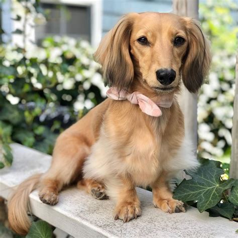 Dachshund Dog Breed Facts And Information