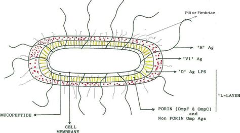 Antigenic Structure Of Salmonella Typhi 25 Download Scientific Diagram