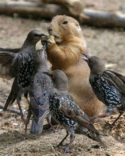 A Group Of Birds And A Groundhog Eating Something