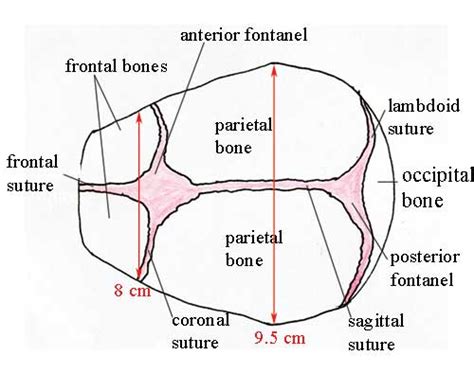 Antenatal Care Module 6 Anatomy Of The Female Pelvis And Fetal Skull