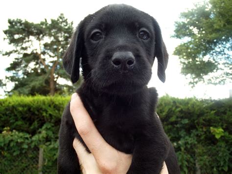 Chocolate males available due to be born november 23rd. kc registered black labrador puppies for sale | Dereham ...