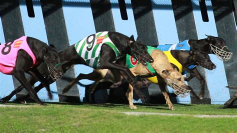 Greyhound Racing Booming And Capturing New Fans To Rise From Live