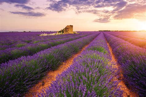 The Ultimate Guide For Where To See The Lavender Fields In Provence
