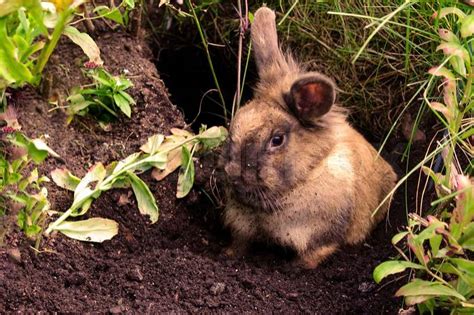 A Rabbit Digging A Hole In A Garden Bed Stock Photo Colourbox