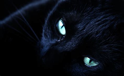 My Pretty Green Eyed Black Cat She Has Such Beautiful Eyes Flickr
