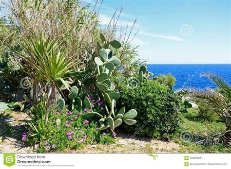 Mediterranean Plants At Blue Grotto Malta Stock Image Image Of