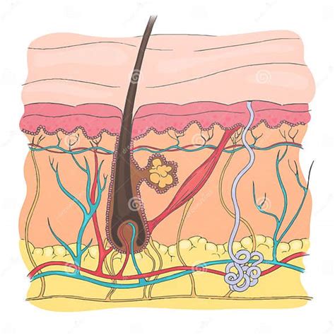 Human Skin Diagram Stock Illustration Illustration Of Artery 55302789