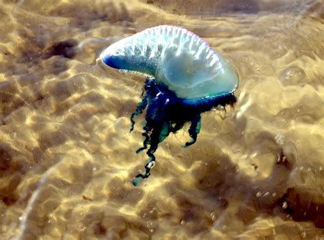 Portuguese militia units under king afonso henriques secured portugal's independence from the kingdom of leon and continued raiding the moorish realms during the reconquista throughout the 12th to 15th century. Portuguese Man-of-War Sea Jelly - "OCEAN TREASURES ...