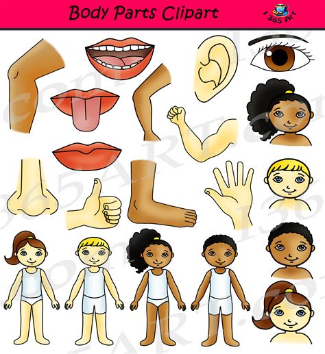 Educational anatomy visual aid poster template. Body Parts Clipart Human Anatomy Set - Clipart 4 School
