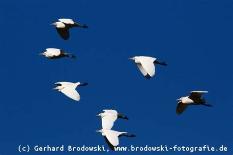 Oberseite fein gemustert graubraun, unterseite eng quergebändert. Flugbilder Vögel - Ruderflug, Gleitflug, Segelflug ...