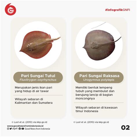 Jenis Jenis Ikan Yang Dilindungi Di Indonesia Bagian Infografik Gnfi