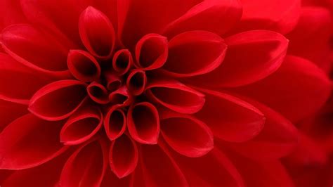Closeup On Red Dahlia Flower Windows 10 Spotlight Images