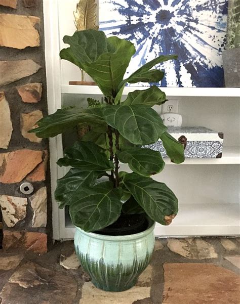 How To Care For A Fiddle Leaf Fig Houseplant Care Tips A Cultivated Nest