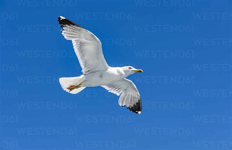Seagull Flying Against Clear Blue Sky Stockphoto