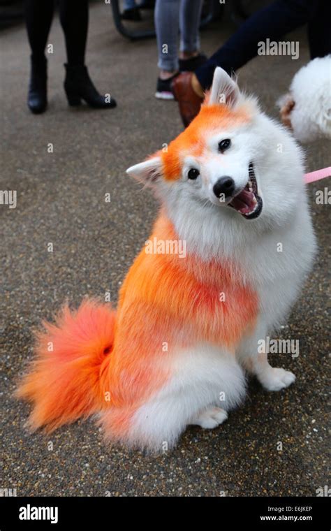 London Uk 25th August 2014 Riley The Japanese Spitz Dyed Orange For