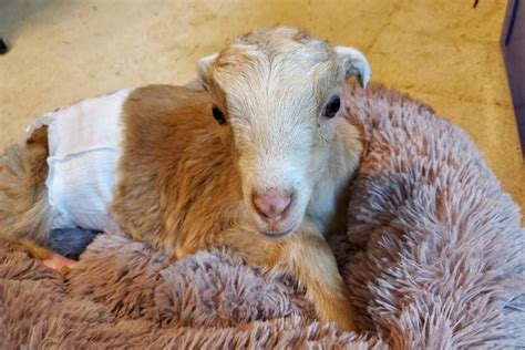 This Rescued Bc Baby Goat Needs Help To Walk And Run Again