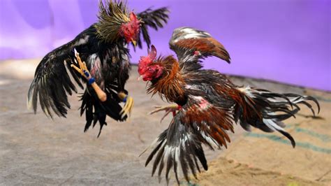 7 Best Fighting Chicken Breeds With Pictures