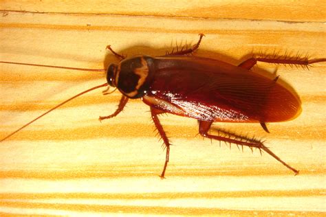 Though palmetto bugs belong to the same family of insects, subtle differences do exist between the two. Laleviks: スティッチ ゴキブリ 画像