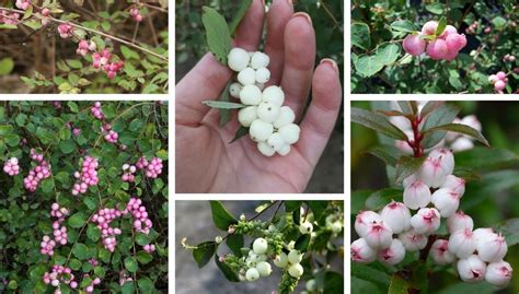 Symphoricarpos Or Pearl Snowberry A Rounded And Bushy Shrub With