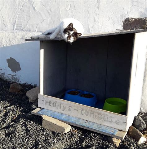Freddys Cathouse Feral Cat Rescue In The Canary Islands Cat Rescue