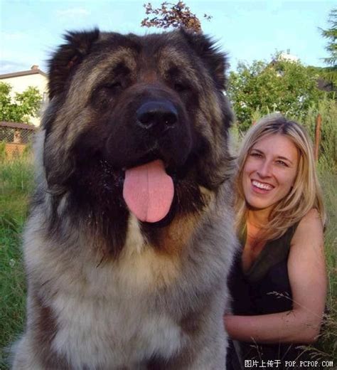 Fun facts about the lion dog. Caucasian Ovcharka | Bear hunting dog, Tibetan mastiff dog ...