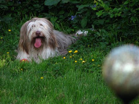 Bearded Collie Information Dog Breeds At Thepetowners