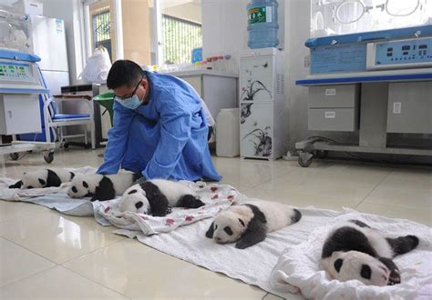 You Have Got To See These Baby Pandas Sleeping In Baskets Right Now