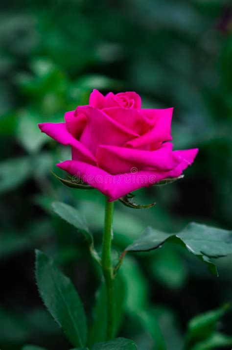 Fuchsia Pink Rose In The Garden Stock Image Image Of Natural