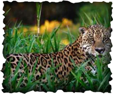 Other animal species found for researchers, the amazon rainforest is the best site to monitor the population of jaguars. Tropical Rainforest Animal ---jaguar - tropical rainforest