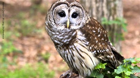 Barred Owl Calls Youtube