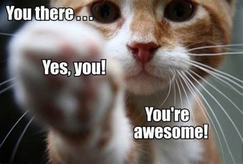 You There Yes You Youre Awesome Cat Quotes Funny Funny Cat Memes