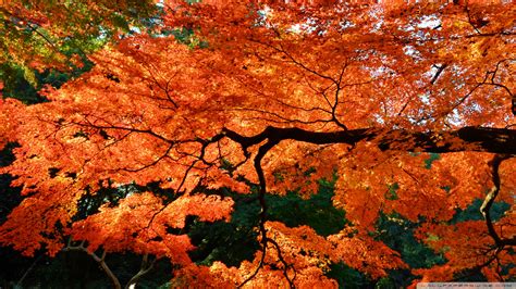 Beautiful Japanese Maple Tree Ultra Hd Desktop Background Wallpaper For