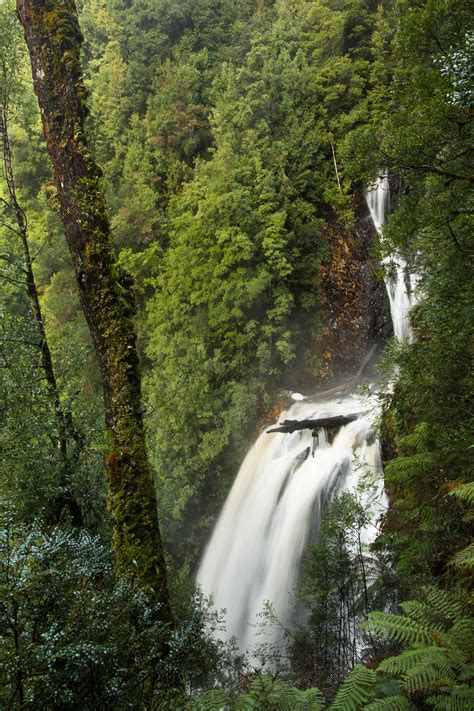Philosopher Falls Blízkosti Warratah Tasmania Waterfalls
