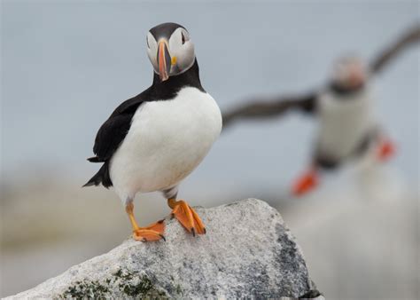 ️15 Best Time And Place To See Puffins In Maine Ideas Latest