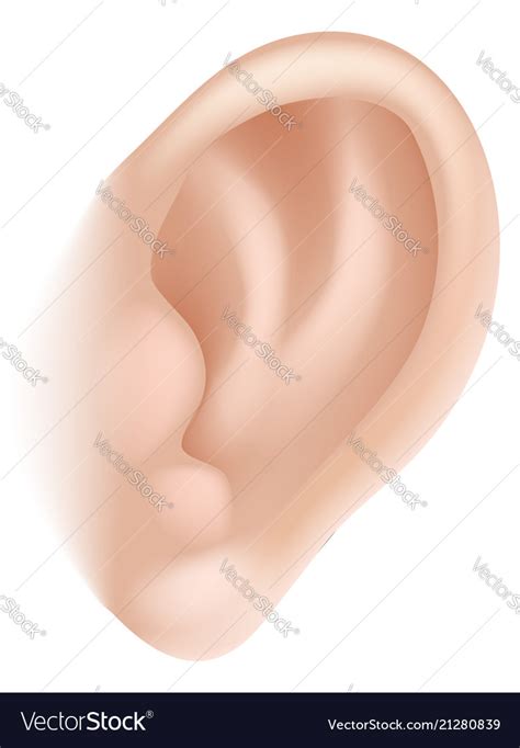 Ear Body Part Royalty Free Vector Image Vectorstock
