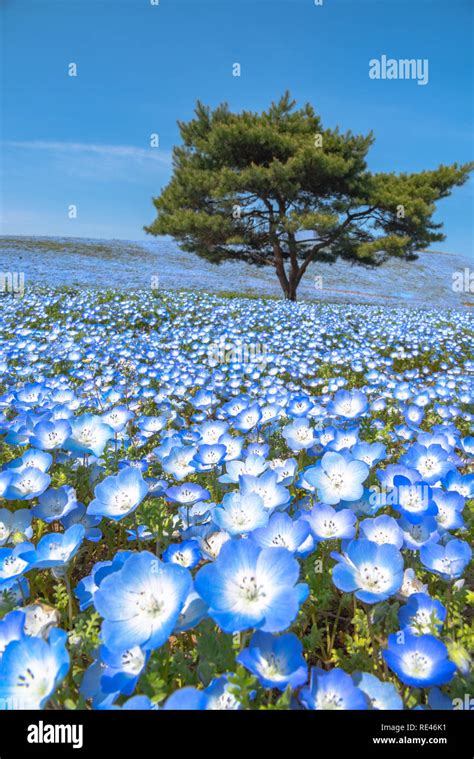 Mountain Tree And Nemophila Baby Blue Eyes Flowers Field Blue