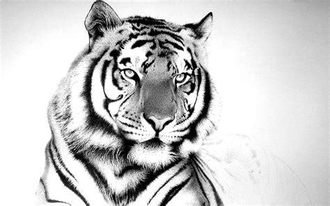 White Tiger Wallpapers Hd Wallpaper Cave