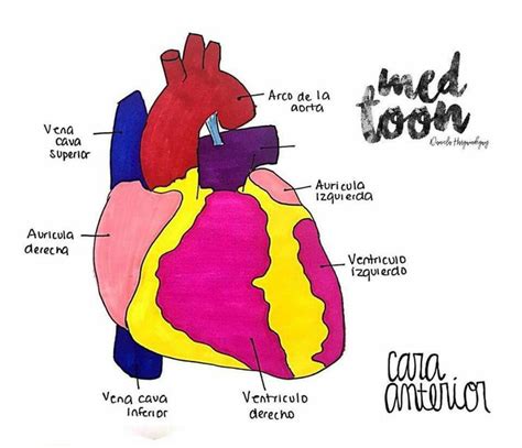 Cara Anterior Del Corazón Anatomía Médica Anatomía Humana Anatomía