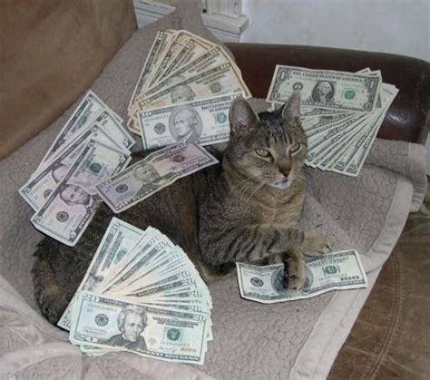 Pin By Cat Lover On Im In The Money Cat Memes Cats Money Cat