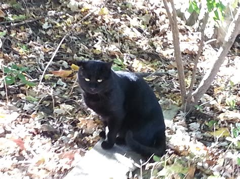 Lost Black Cat Watertown Ma Patch