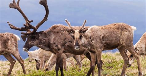 Caribou Animal Facts Raner Tarandus Az Animals