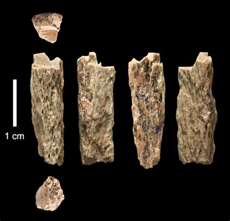 A Fossil Tooth Places Enigmatic Ancient Humans In Southeast Asia Raw