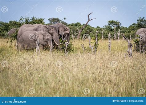 Grupo De Elefantes Que Comem Na Grama Imagem De Stock Imagem De