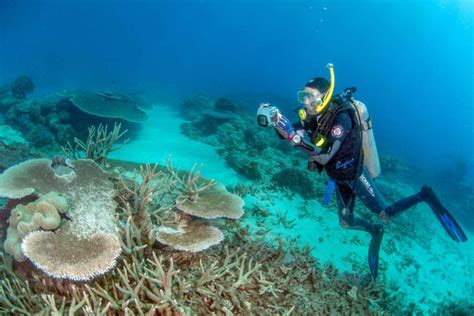 New Marine Science Scholarships As Jcu Extends Deal With