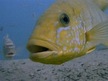 A Little Fish in Deep Water - Apple TV (UK)